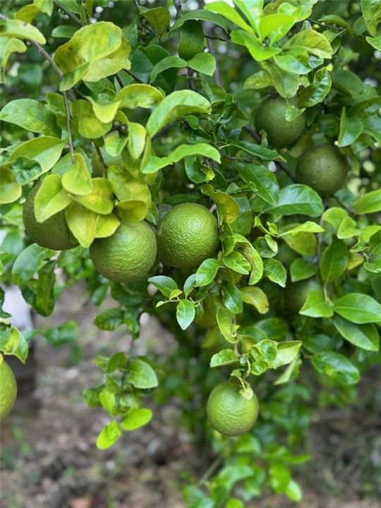 Под контрактом: $1,250,000 (4 спален, 3 ванн, 3151 Квадратных фут)