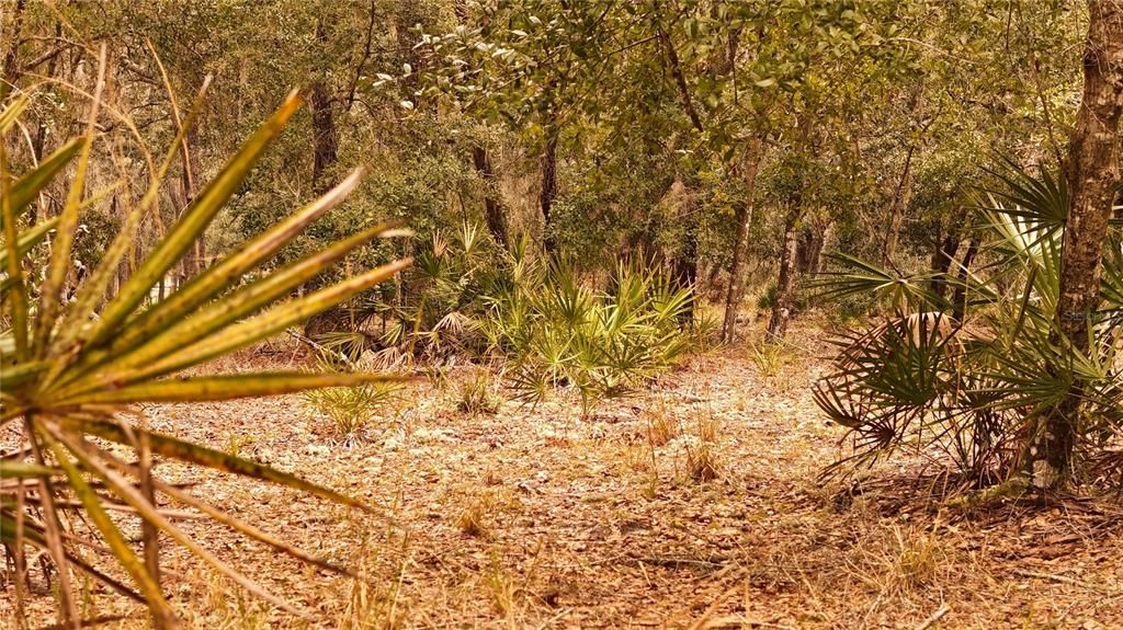 For Sale: $305,000 (5.24 acres)