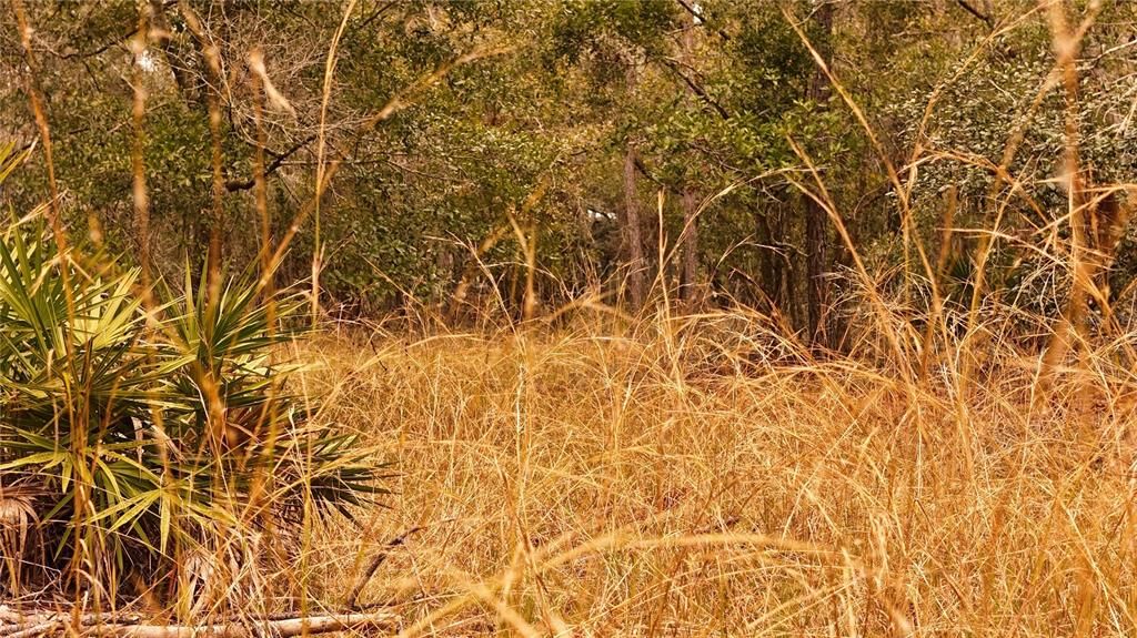 For Sale: $305,000 (5.24 acres)