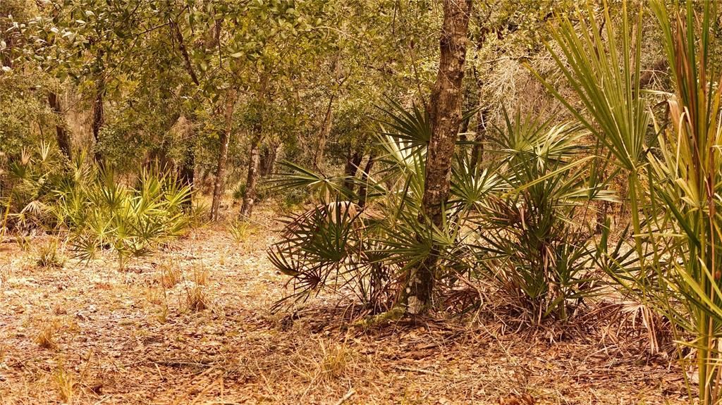 For Sale: $305,000 (5.24 acres)