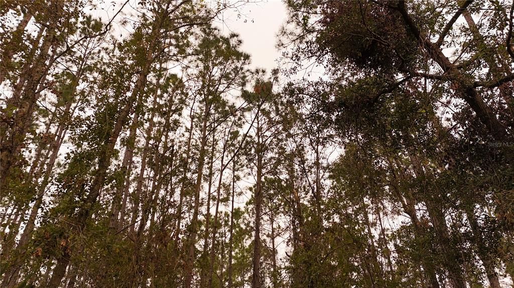 For Sale: $305,000 (5.24 acres)