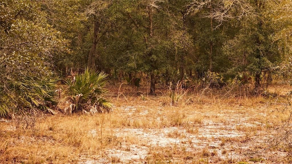 For Sale: $305,000 (5.24 acres)