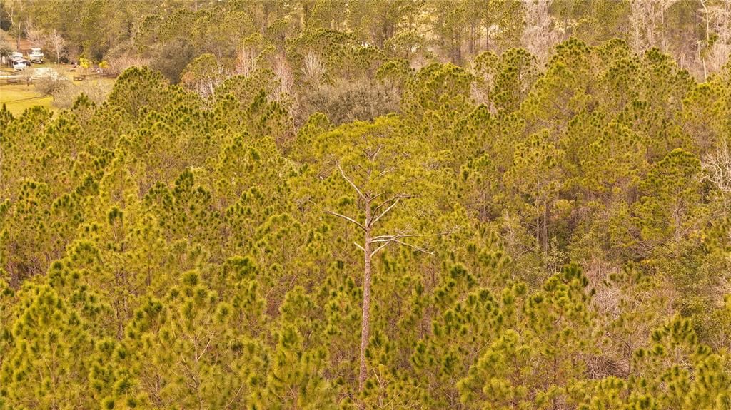 For Sale: $305,000 (5.24 acres)