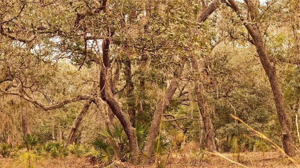 For Sale: $305,000 (5.24 acres)