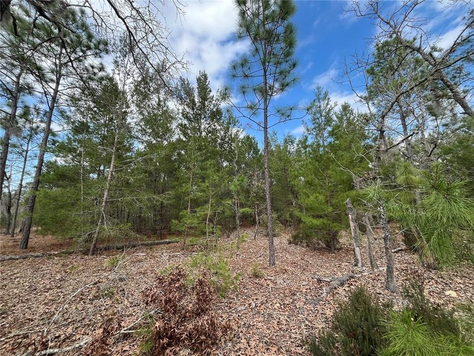 На продажу: $12,800 (0.46 acres)