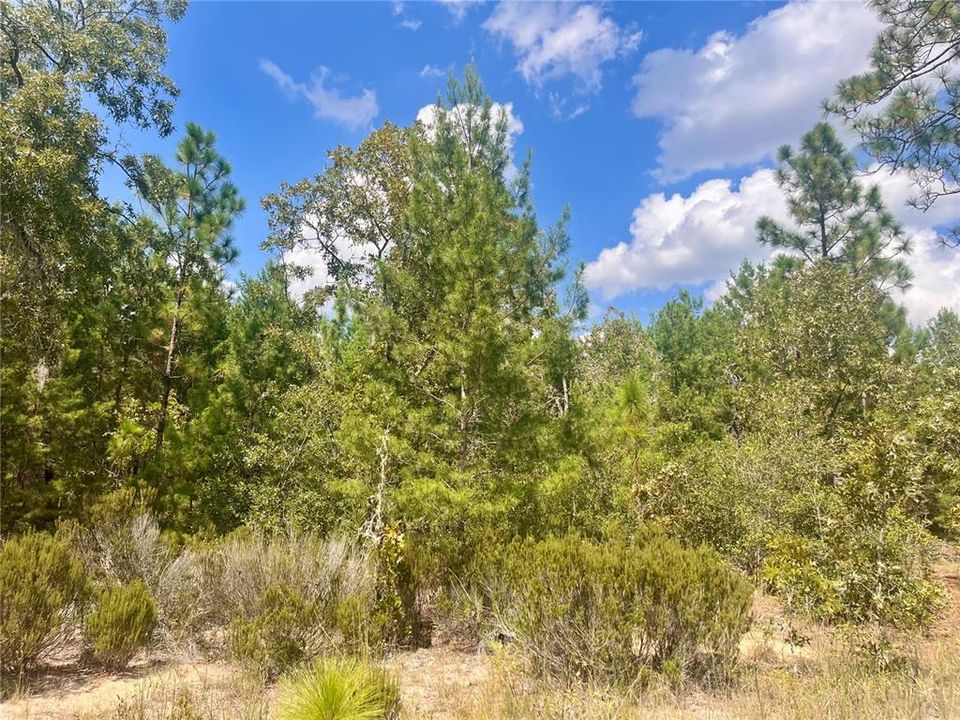 На продажу: $12,800 (0.46 acres)