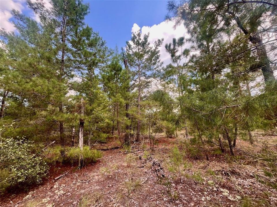 На продажу: $12,800 (0.46 acres)