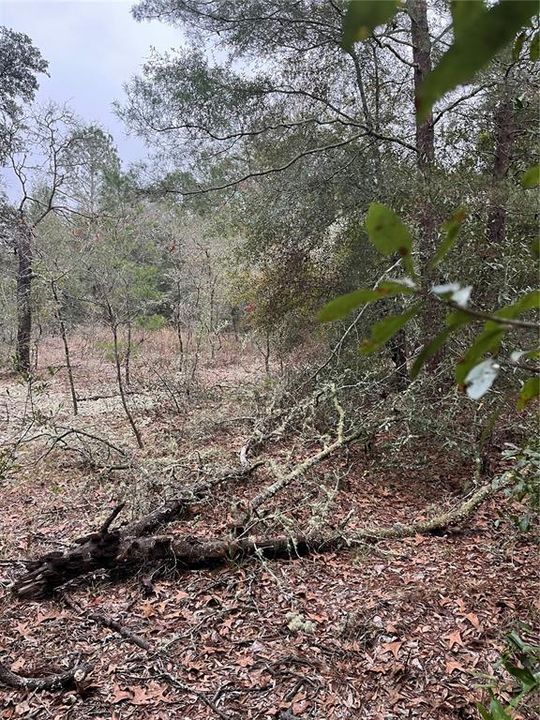 En Venta: $12,750 (0.24 acres)