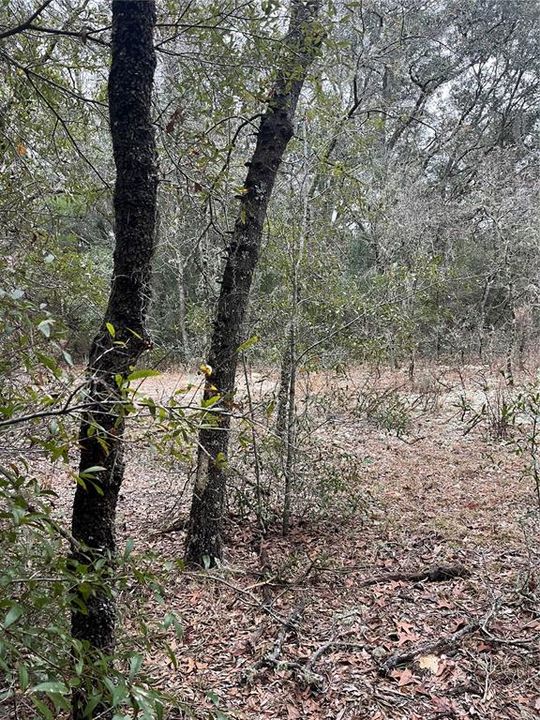 En Venta: $12,750 (0.24 acres)