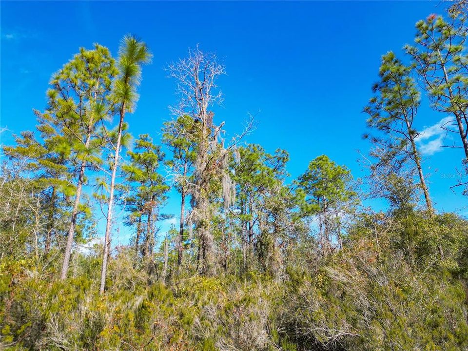 En Venta: $69,900 (1.15 acres)