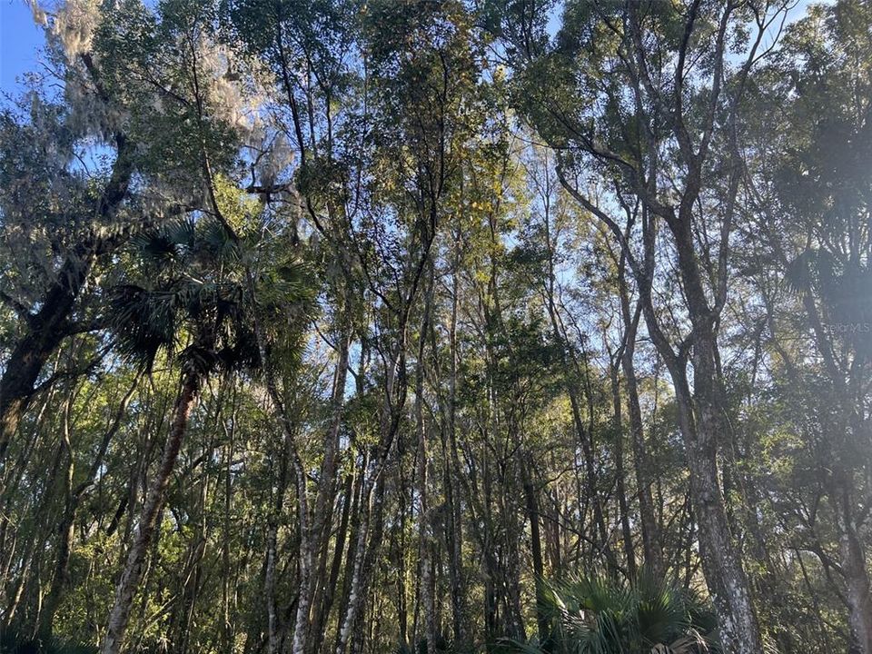 Ohio Ave Lake Helen, FL