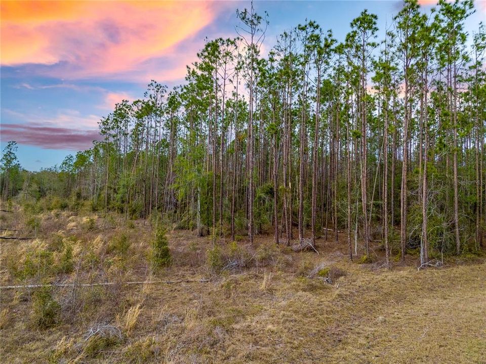 For Sale: $63,500 (4.97 acres)