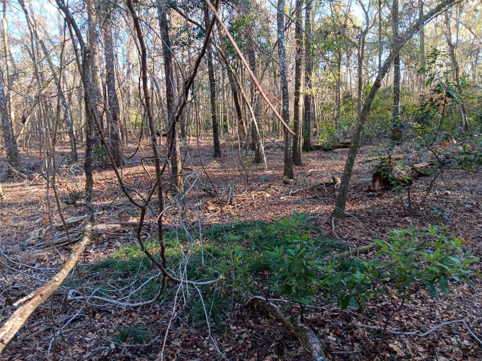 Недавно продано: $20,000 (0.81 acres)