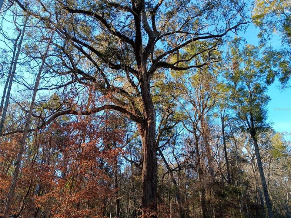 最近售出: $20,000 (0.93 acres)