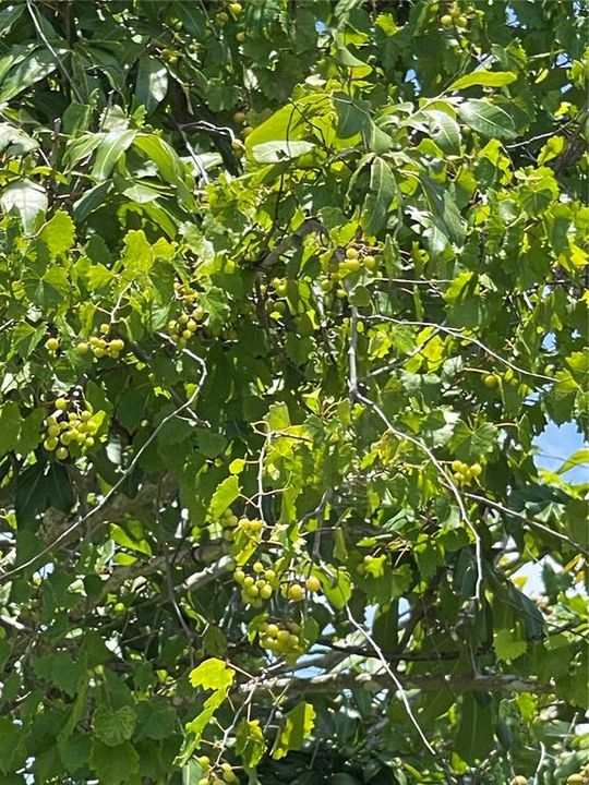 На продажу: $385,000 (3.67 acres)