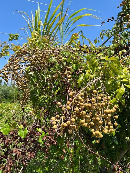 На продажу: $385,000 (3.67 acres)