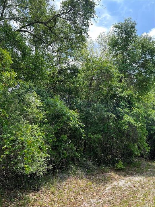 На продажу: $35,000 (1.00 acres)