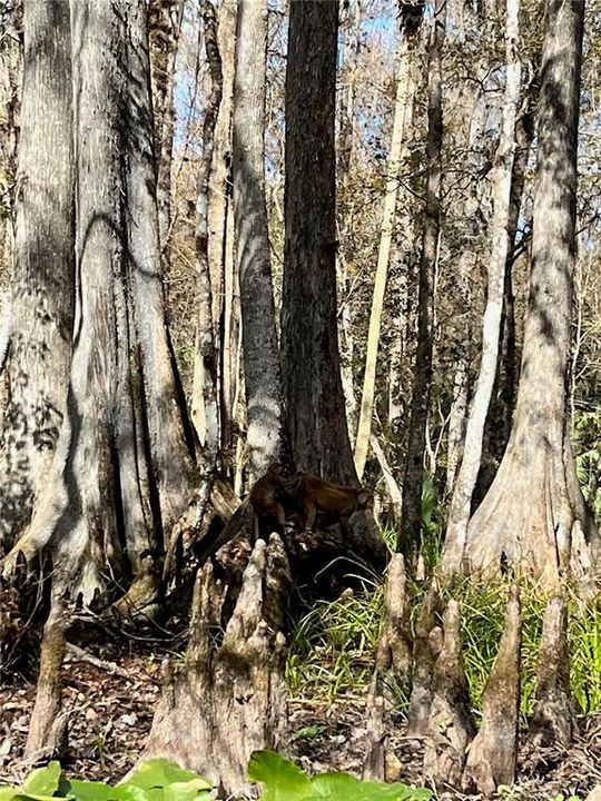 For Sale: $125,000 (0.14 acres)