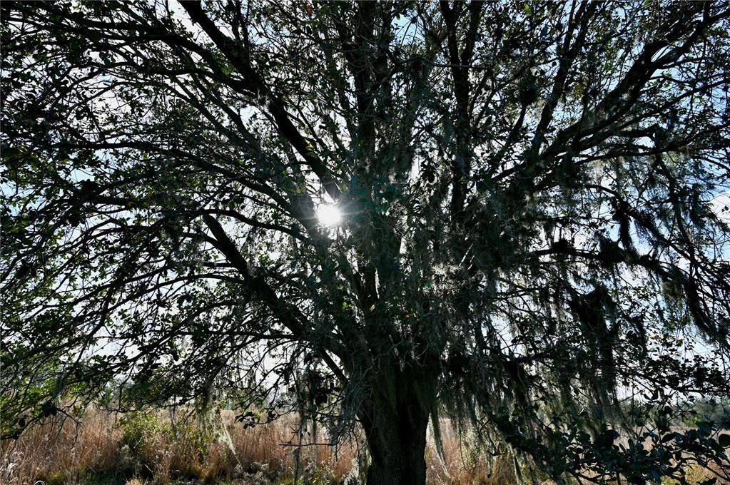 For Sale: $670,500 (37.25 acres)