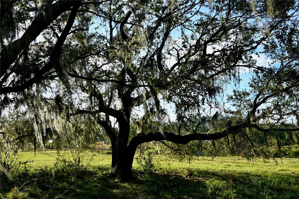 For Sale: $670,500 (37.25 acres)