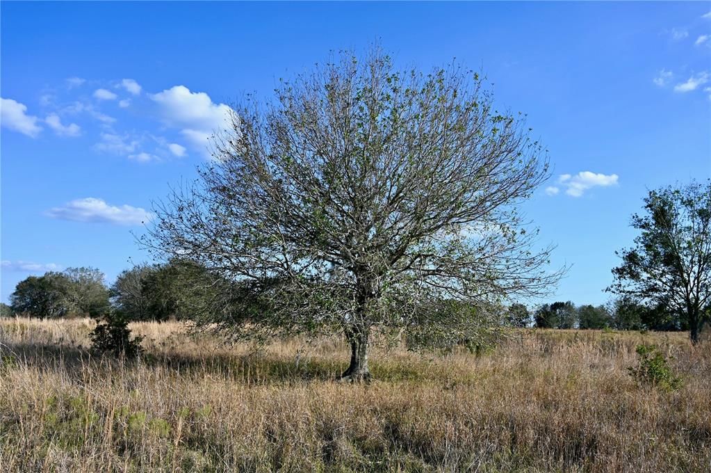 For Sale: $670,500 (37.25 acres)