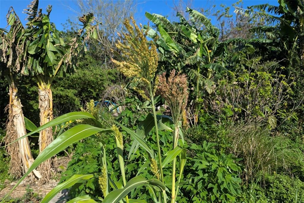 На продажу: $725,000 (14.45 acres)