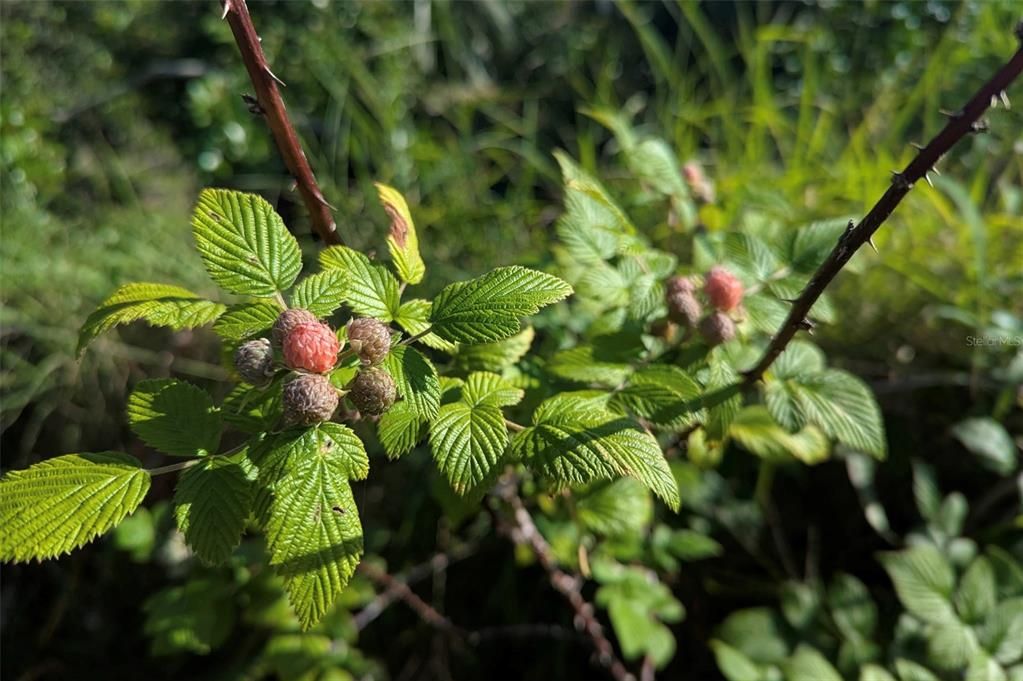 На продажу: $725,000 (14.45 acres)