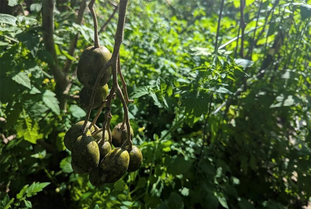 На продажу: $725,000 (14.45 acres)