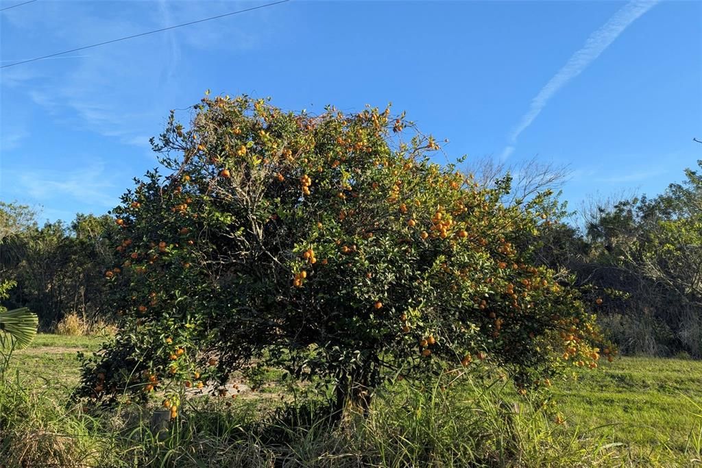 На продажу: $725,000 (14.45 acres)