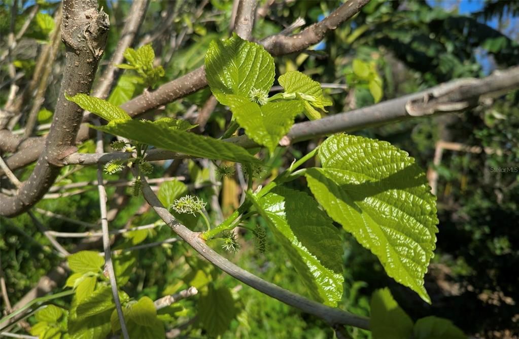 На продажу: $725,000 (14.45 acres)