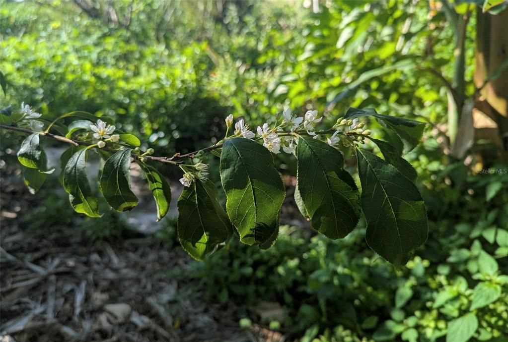 На продажу: $725,000 (14.45 acres)