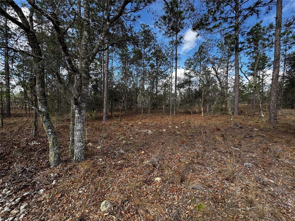 En Venta: $9,900 (0.25 acres)