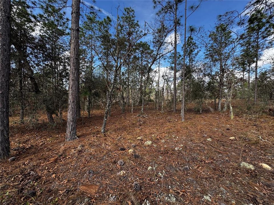 En Venta: $9,900 (0.25 acres)