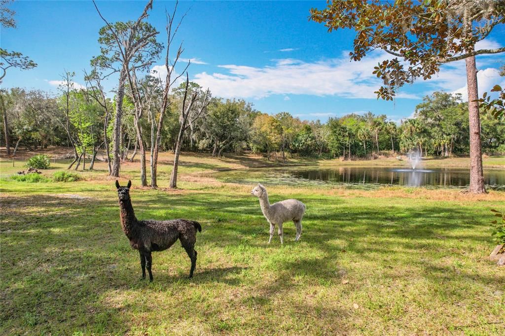 En Venta: $750,000 (6.30 acres)