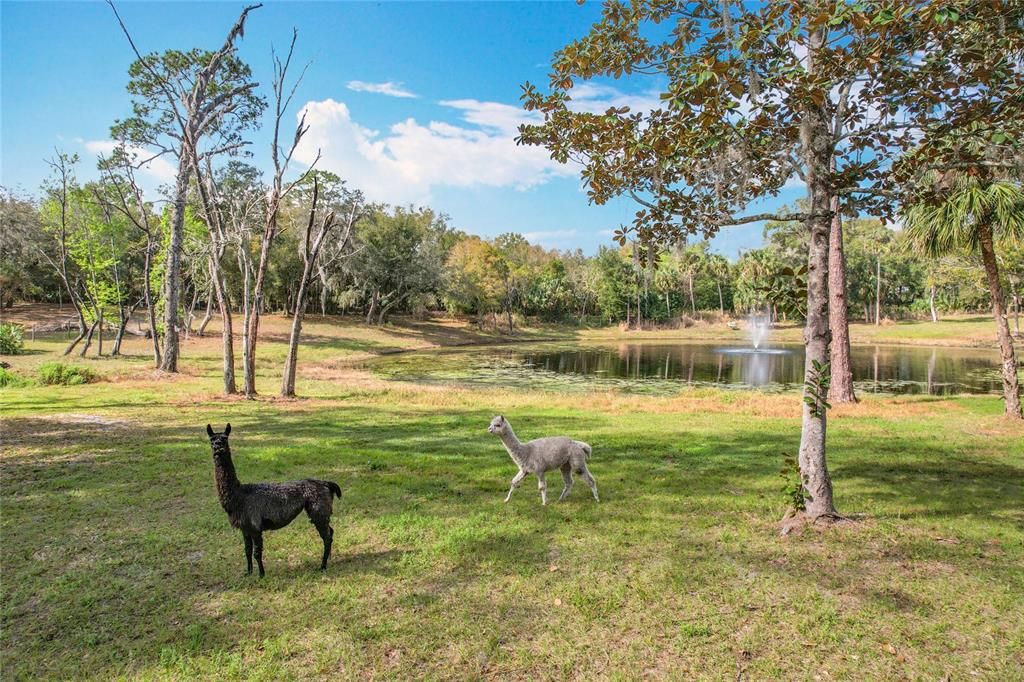 En Venta: $750,000 (6.30 acres)