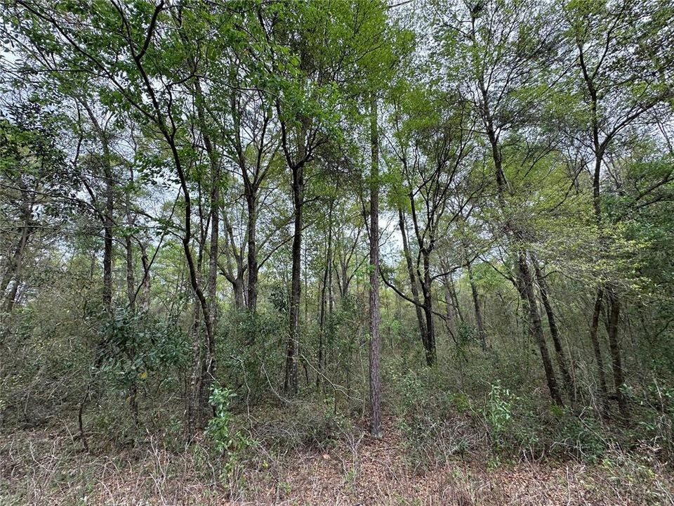 На продажу: $9,500 (0.23 acres)