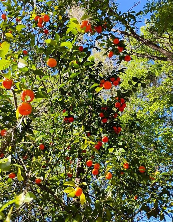 待售: $970,000 (11.60 acres)