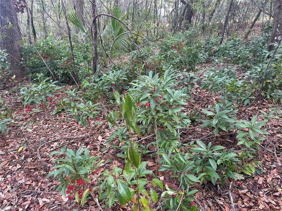 待售: $970,000 (11.60 acres)