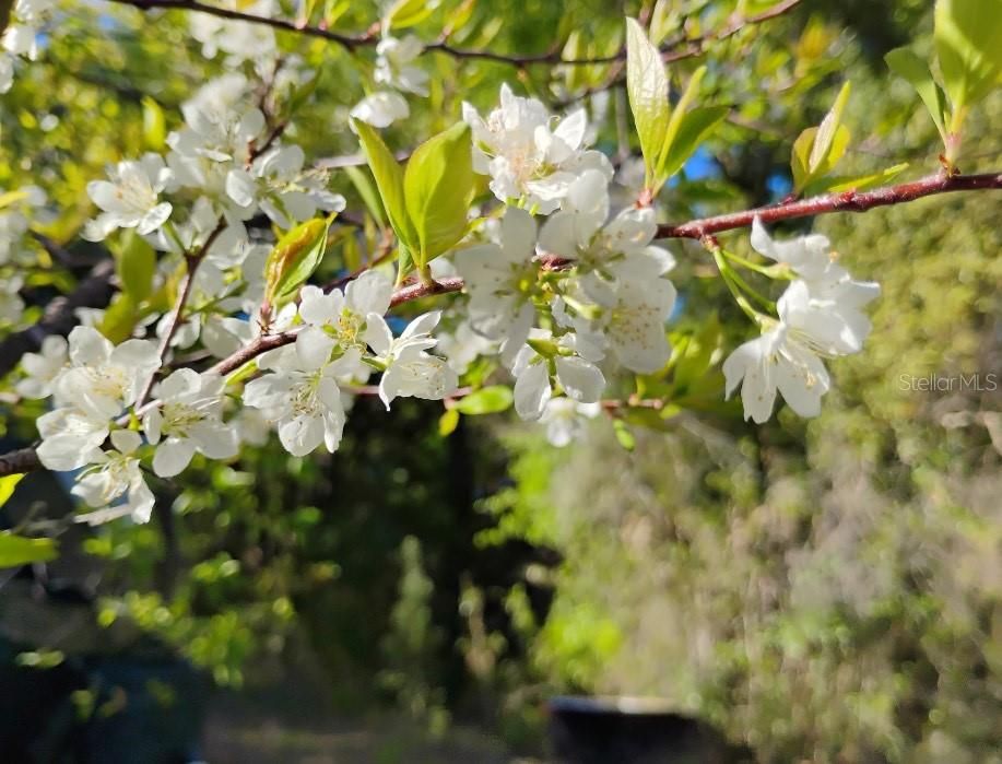 待售: $970,000 (11.60 acres)