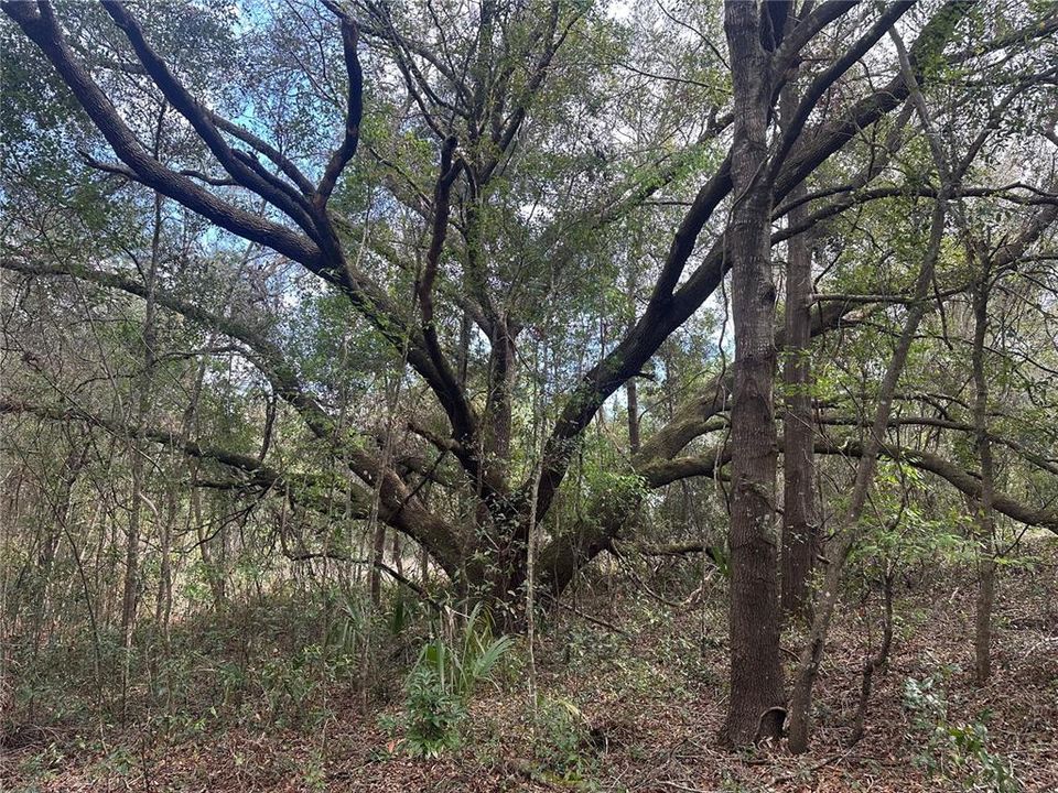 待售: $970,000 (11.60 acres)