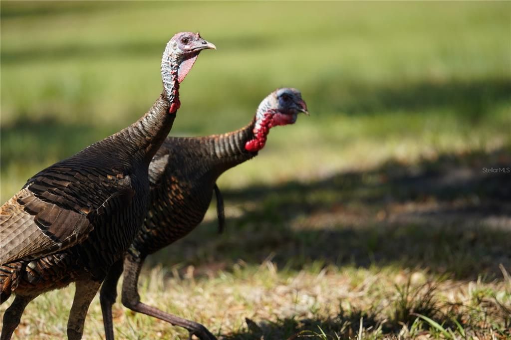 En Venta: $205,999 (13.00 acres)