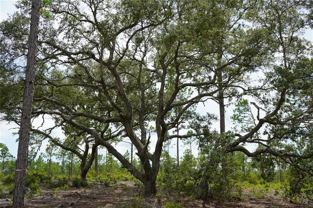 En Venta: $205,999 (13.00 acres)