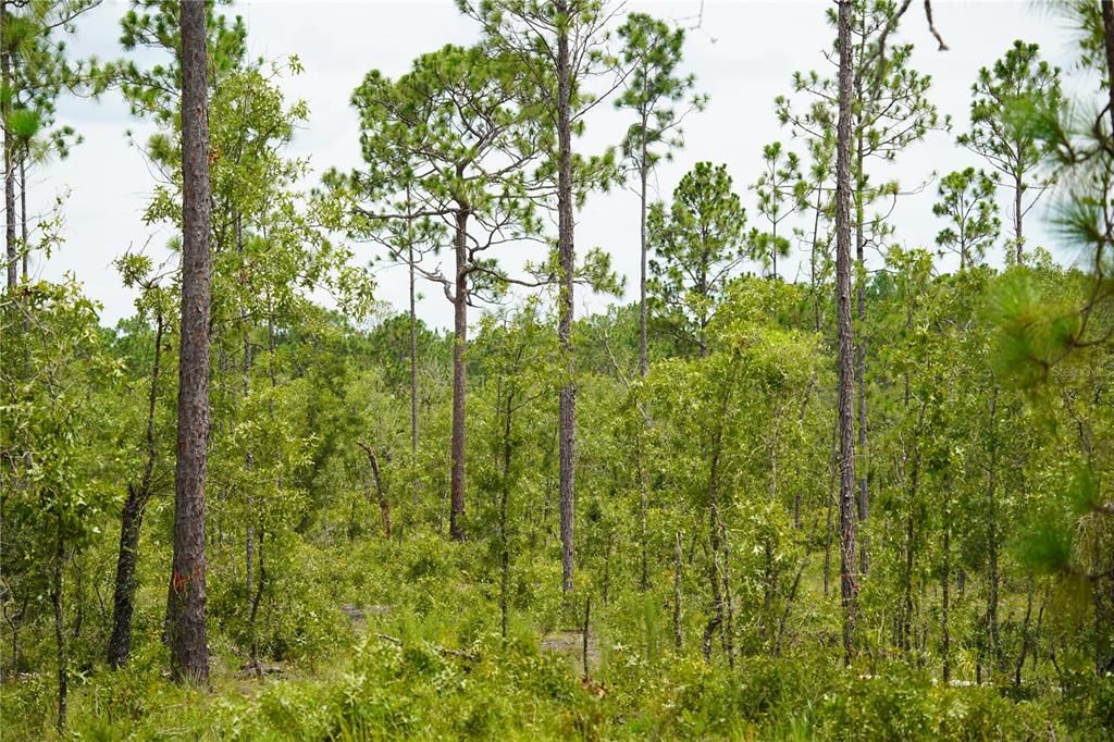 En Venta: $205,999 (13.00 acres)