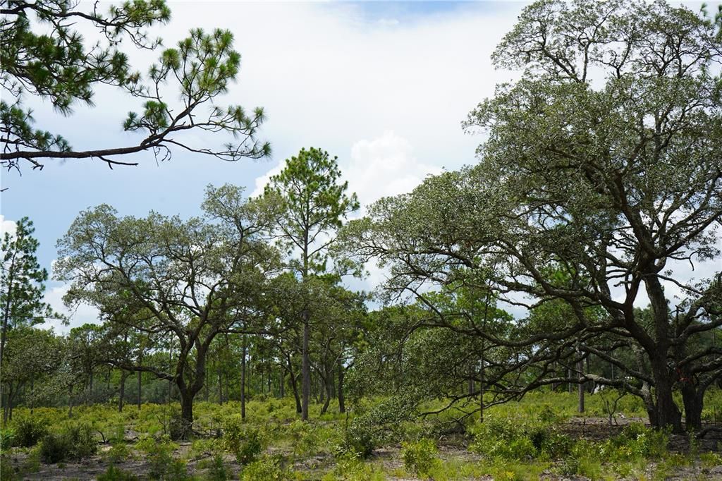 En Venta: $205,999 (13.00 acres)