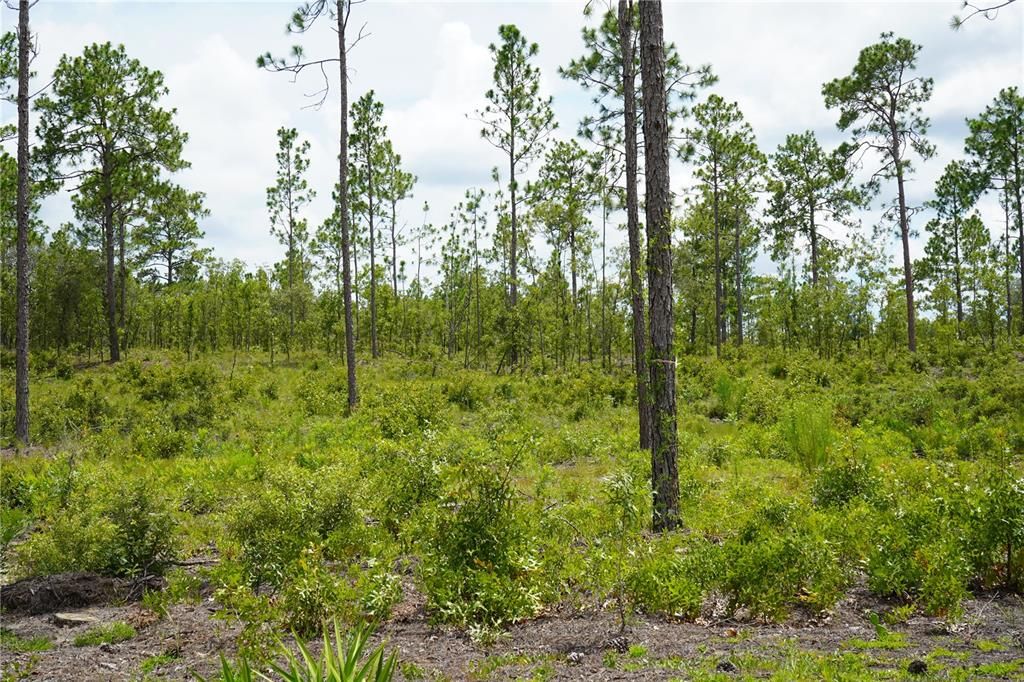 En Venta: $205,999 (13.00 acres)