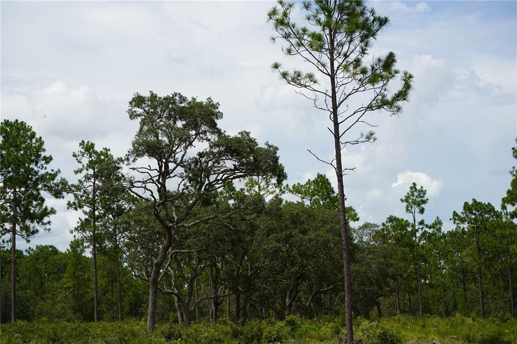 En Venta: $205,999 (13.00 acres)