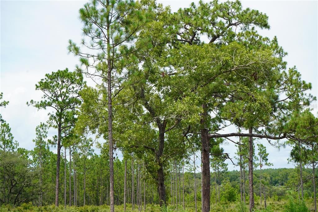 En Venta: $205,999 (13.00 acres)