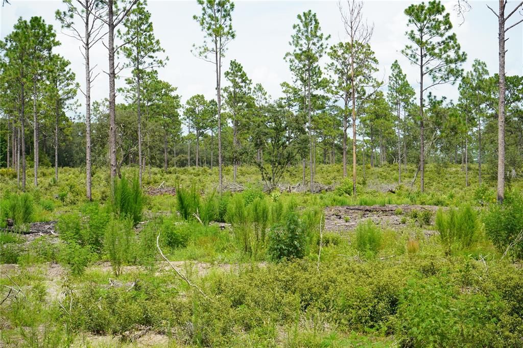 En Venta: $205,999 (13.00 acres)