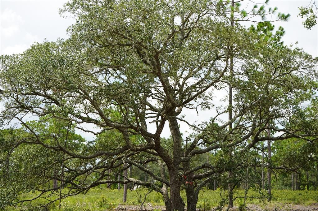 En Venta: $205,999 (13.00 acres)