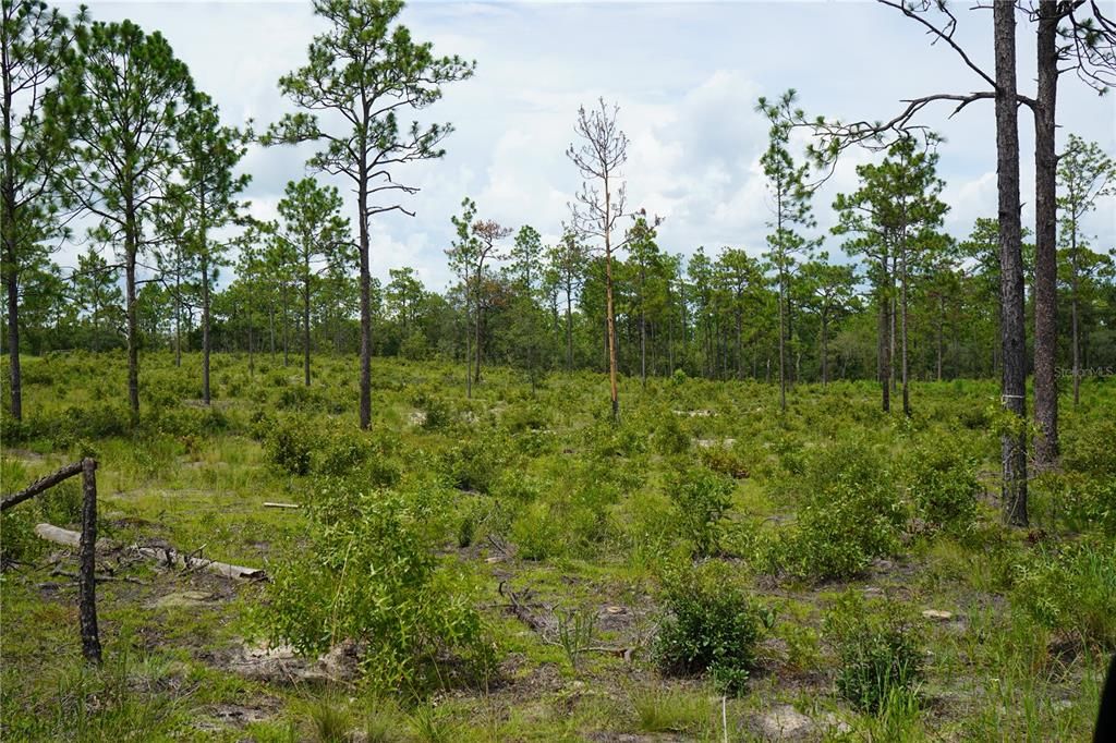 For Sale: $347,487 (22.80 acres)